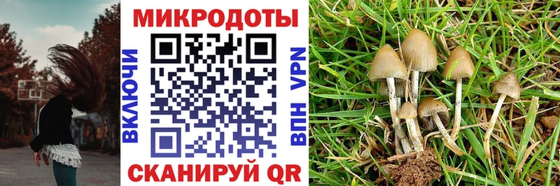 Галлюциногенные грибы Psilocybine cubensis  Купить где  Луховицы 